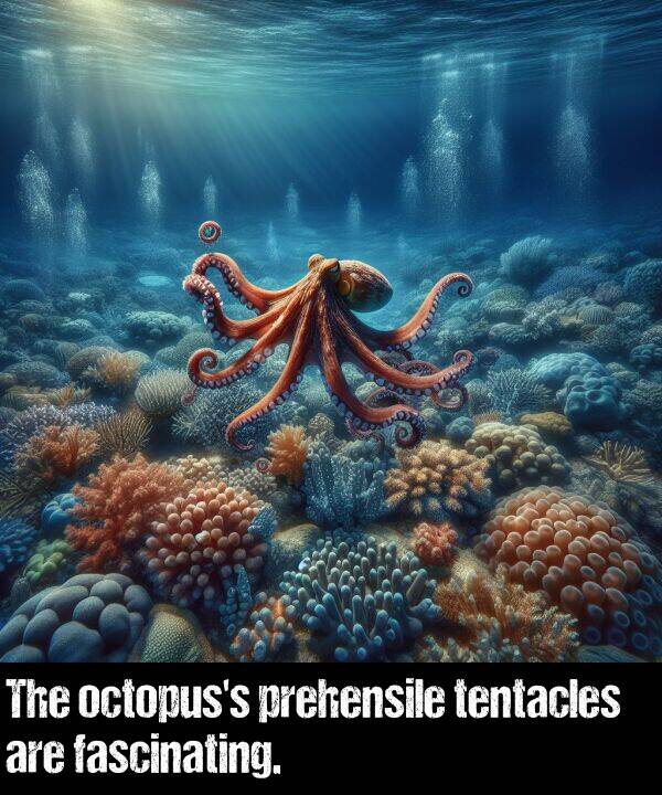 fascinating: The octopus's prehensile tentacles are fascinating.