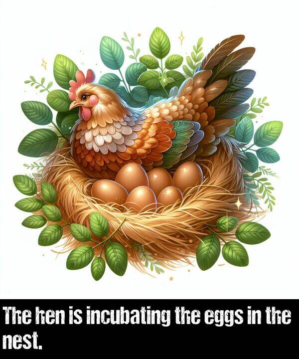 hen: The hen is incubating the eggs in the nest.