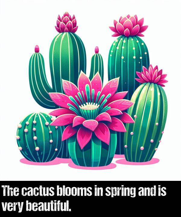 blooms: The cactus blooms in spring and is very beautiful.