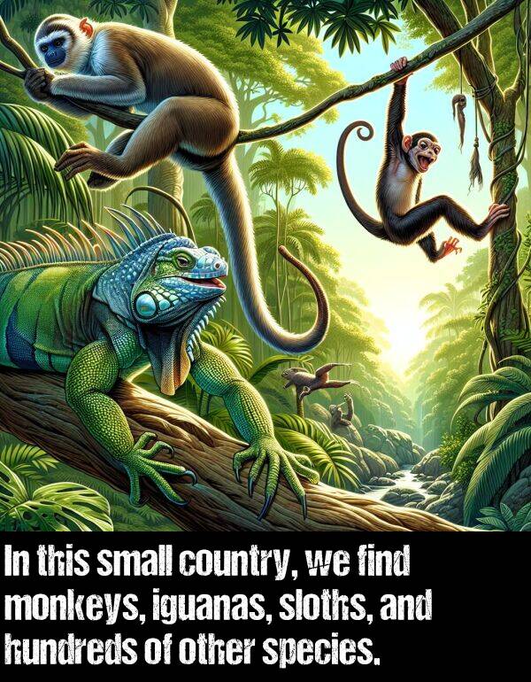 find: In this small country, we find monkeys, iguanas, sloths, and hundreds of other species.