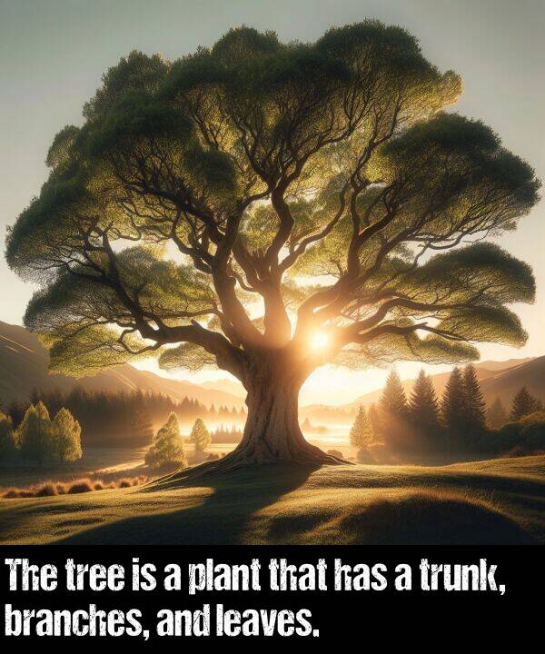 tree: The tree is a plant that has a trunk, branches, and leaves.