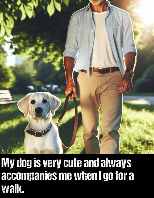 cute: My dog is very cute and always accompanies me when I go for a walk.