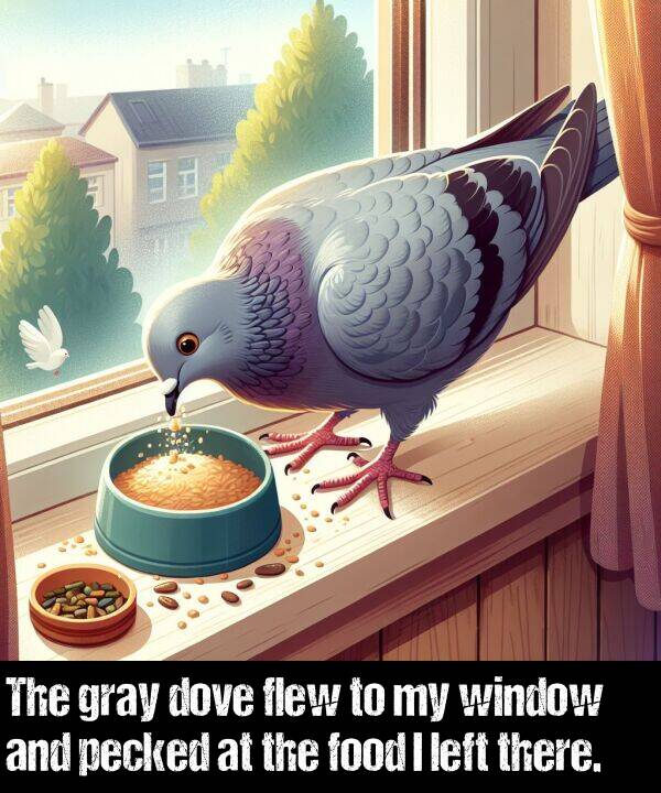 window: The gray dove flew to my window and pecked at the food I left there.