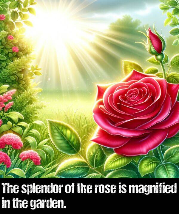 rose: The splendor of the rose is magnified in the garden.