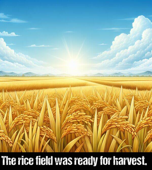 was: The rice field was ready for harvest.