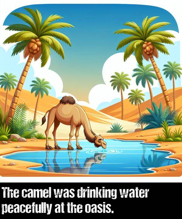 oasis: The camel was drinking water peacefully at the oasis.