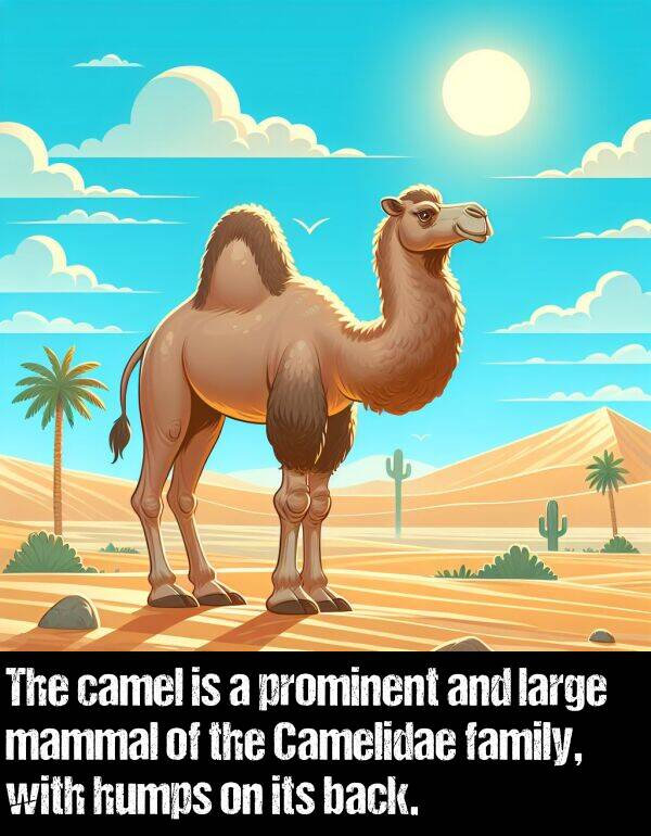 back: The camel is a prominent and large mammal of the Camelidae family, with humps on its back.