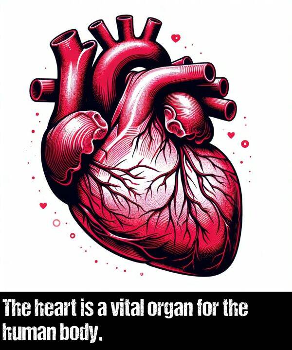 vital: The heart is a vital organ for the human body.