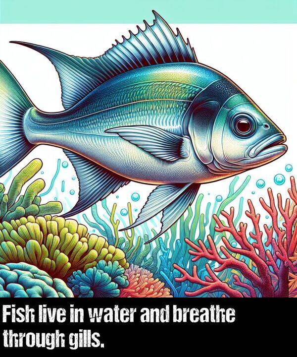 live: Fish live in water and breathe through gills.