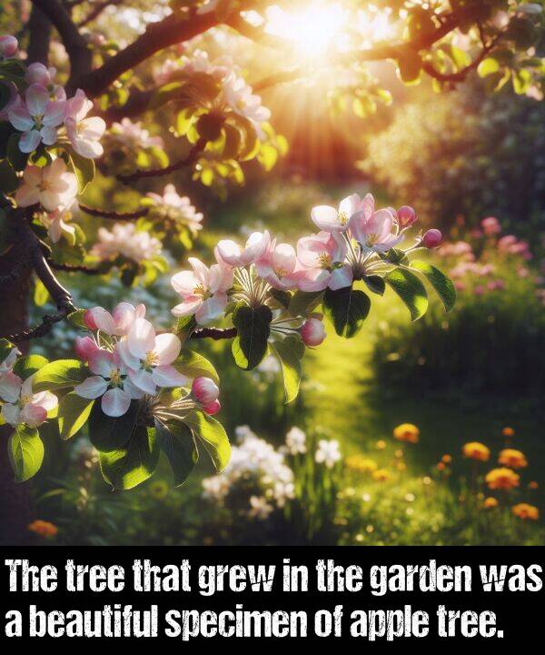 apple: The tree that grew in the garden was a beautiful specimen of apple tree.