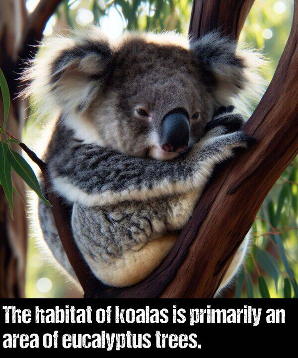 area: The habitat of koalas is primarily an area of eucalyptus trees.