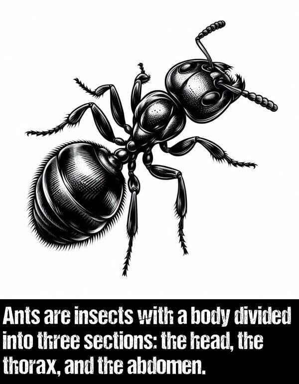 body: Ants are insects with a body divided into three sections: the head, the thorax, and the abdomen.