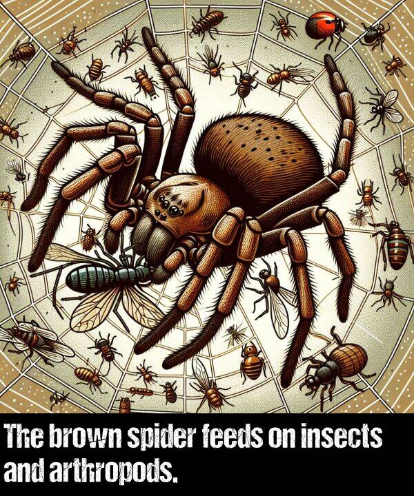 insects: The brown spider feeds on insects and arthropods.