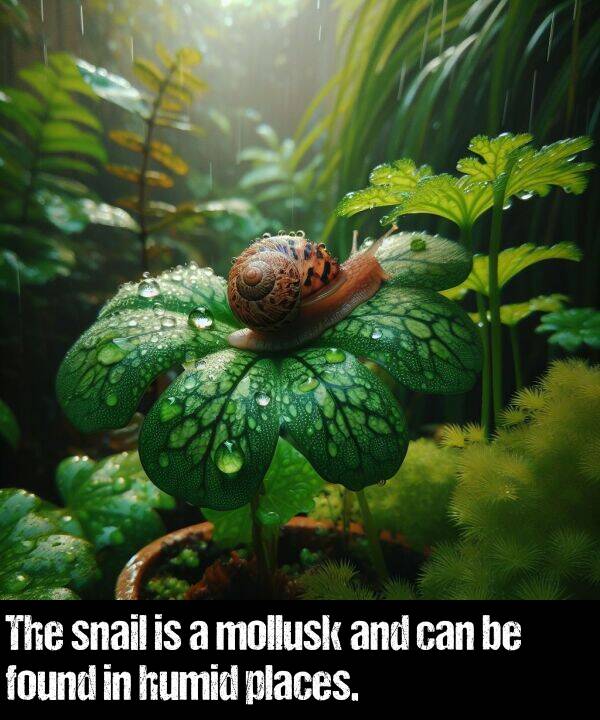 places: The snail is a mollusk and can be found in humid places.