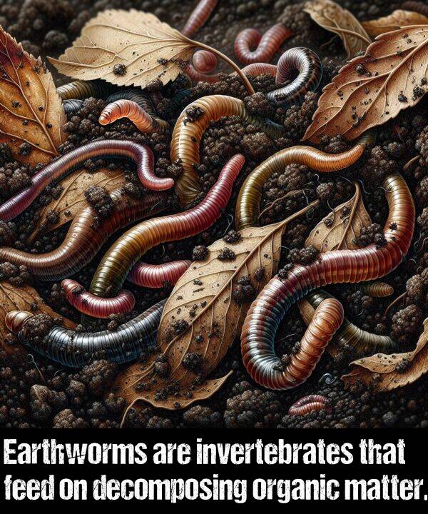 organic: Earthworms are invertebrates that feed on decomposing organic matter.