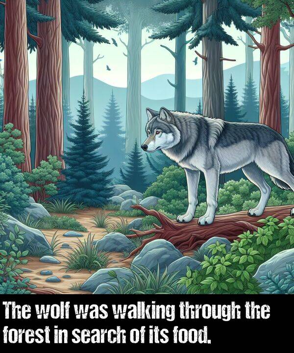 walking: The wolf was walking through the forest in search of its food.