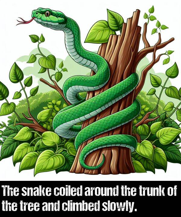 tree: The snake coiled around the trunk of the tree and climbed slowly.