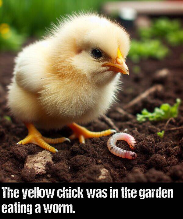 chick: The yellow chick was in the garden eating a worm.