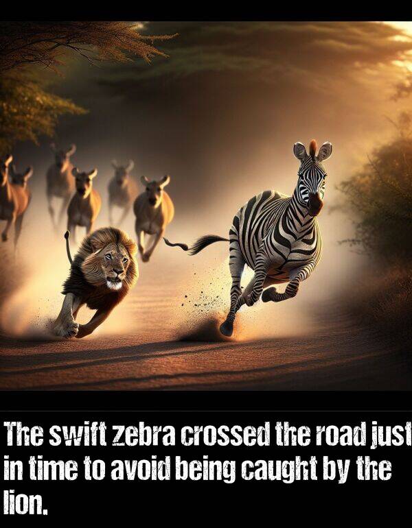 lion: The swift zebra crossed the road just in time to avoid being caught by the lion.