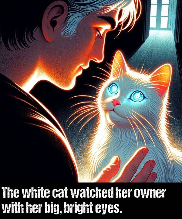 bright: The white cat watched her owner with her big, bright eyes.