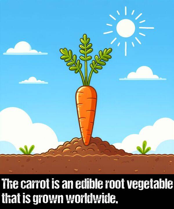 carrot: The carrot is an edible root vegetable that is grown worldwide.