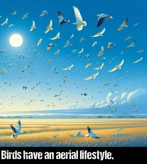 have: Birds have an aerial lifestyle.