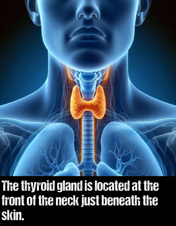 just: The thyroid gland is located at the front of the neck just beneath the skin.