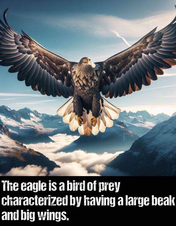 large: The eagle is a bird of prey characterized by having a large beak and big wings.