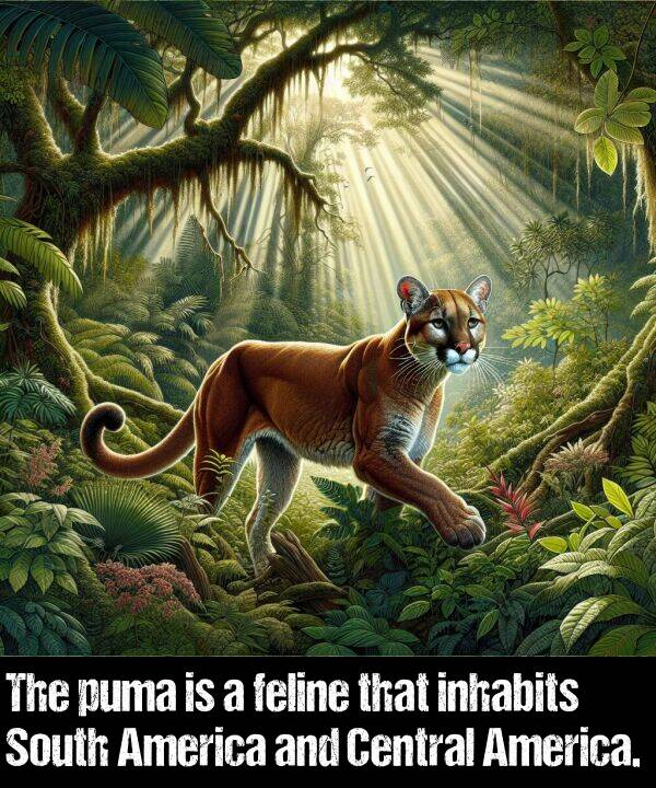 inhabits: The puma is a feline that inhabits South America and Central America.