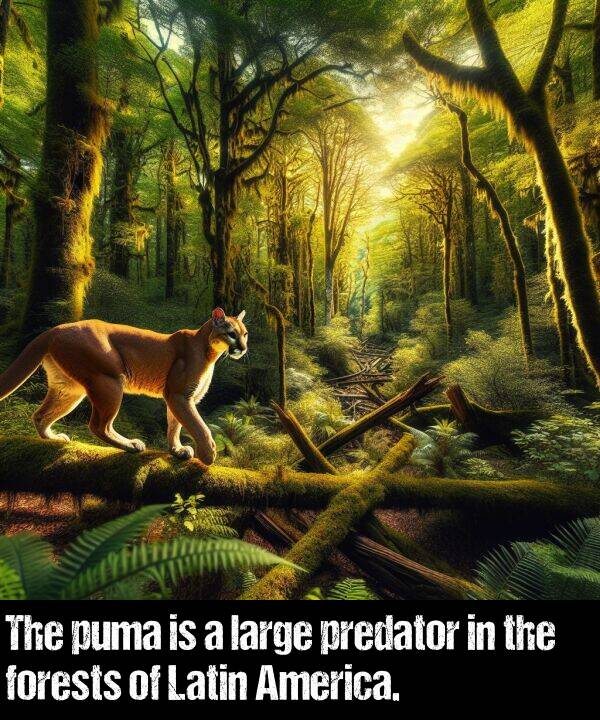 large: The puma is a large predator in the forests of Latin America.