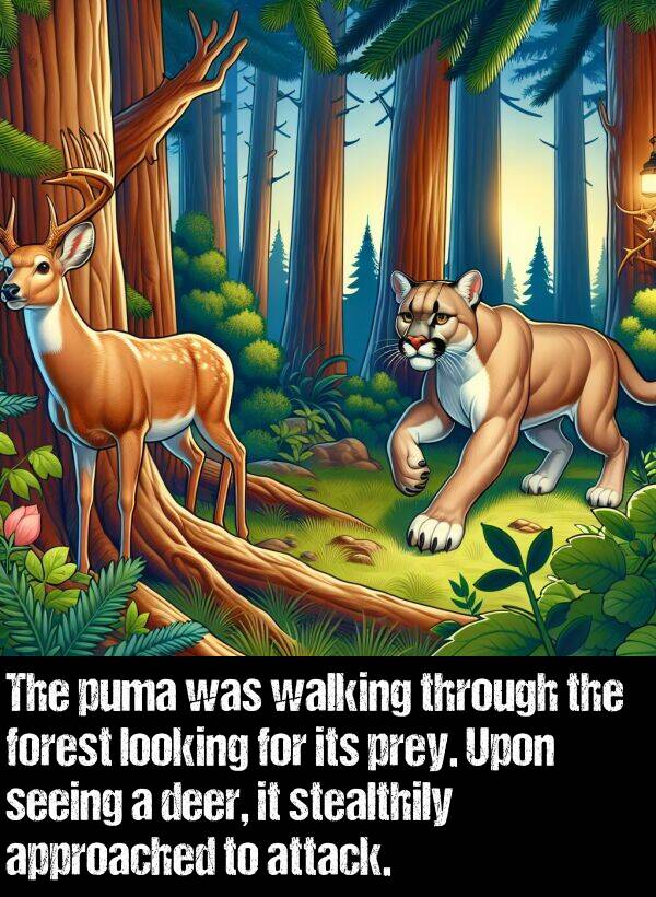 deer: The puma was walking through the forest looking for its prey. Upon seeing a deer, it stealthily approached to attack.