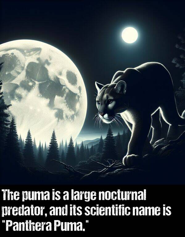 large: The puma is a large nocturnal predator, and its scientific name is "Panthera Puma."