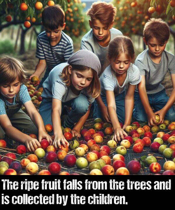 collected: The ripe fruit falls from the trees and is collected by the children.