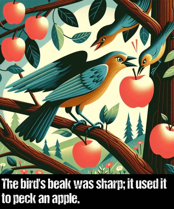 sharp: The bird's beak was sharp; it used it to peck an apple.