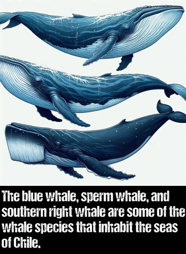 inhabit: The blue whale, sperm whale, and southern right whale are some of the whale species that inhabit the seas of Chile.