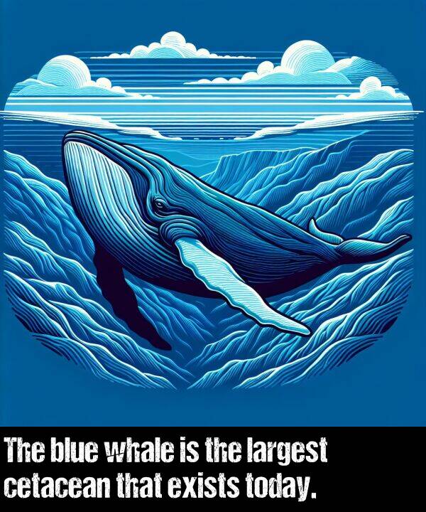 largest: The blue whale is the largest cetacean that exists today.