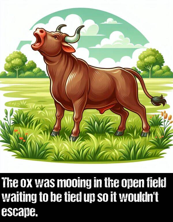 tied: The ox was mooing in the open field waiting to be tied up so it wouldn't escape.