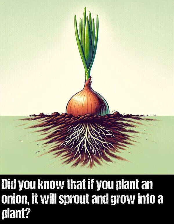 onion: Did you know that if you plant an onion, it will sprout and grow into a plant?