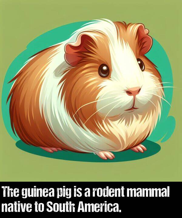 native: The guinea pig is a rodent mammal native to South America.