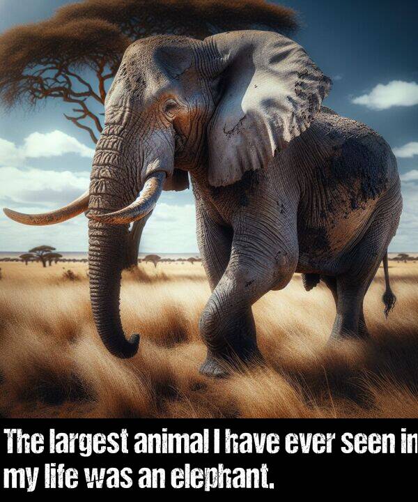 ever: The largest animal I have ever seen in my life was an elephant.