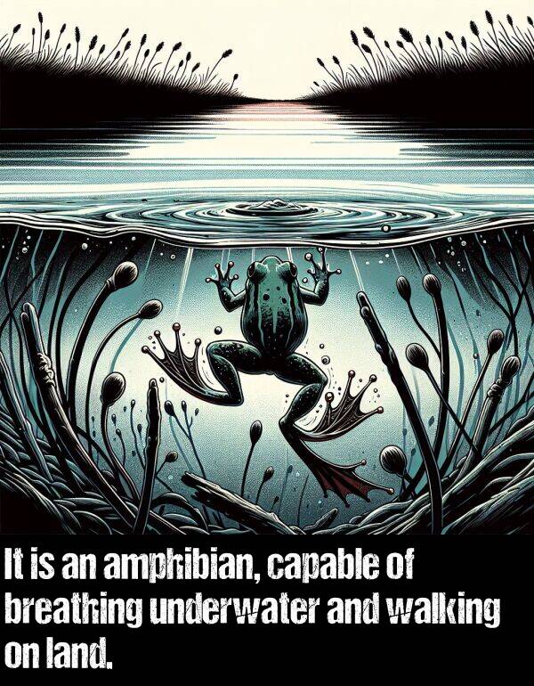 breathing: It is an amphibian, capable of breathing underwater and walking on land.