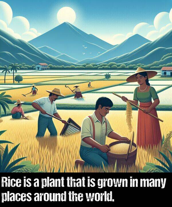 places: Rice is a plant that is grown in many places around the world.