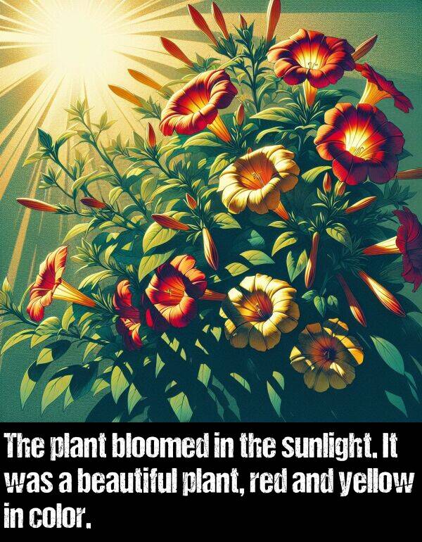 plant: The plant bloomed in the sunlight. It was a beautiful plant, red and yellow in color.