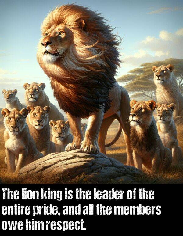 lion: The lion king is the leader of the entire pride, and all the members owe him respect.