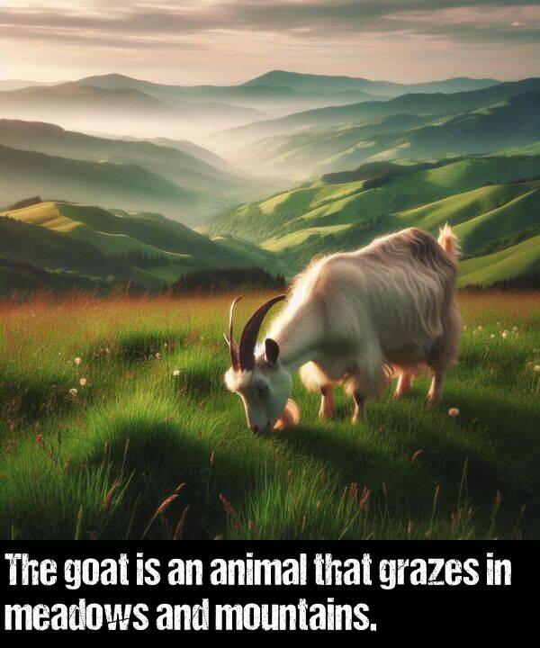 goat: The goat is an animal that grazes in meadows and mountains.