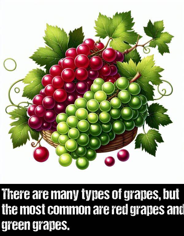 green: There are many types of grapes, but the most common are red grapes and green grapes.