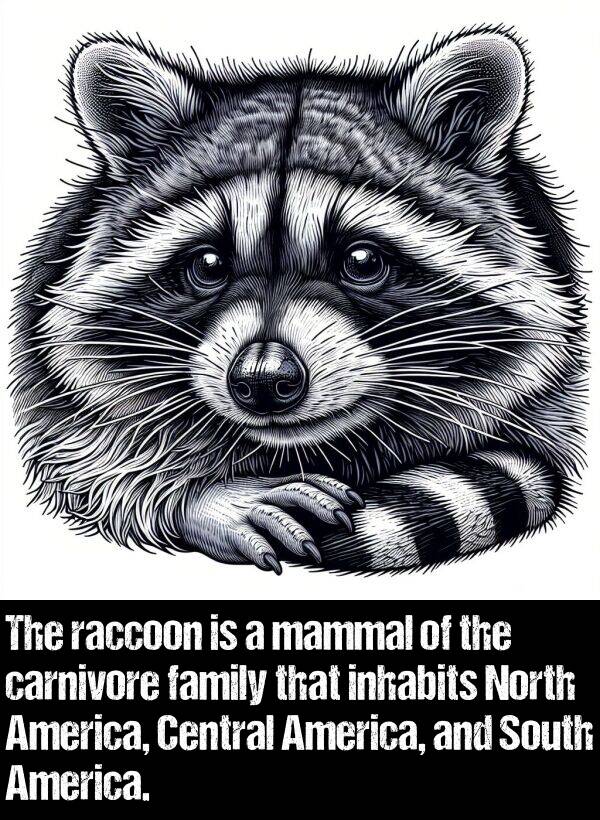 inhabits: The raccoon is a mammal of the carnivore family that inhabits North America, Central America, and South America.