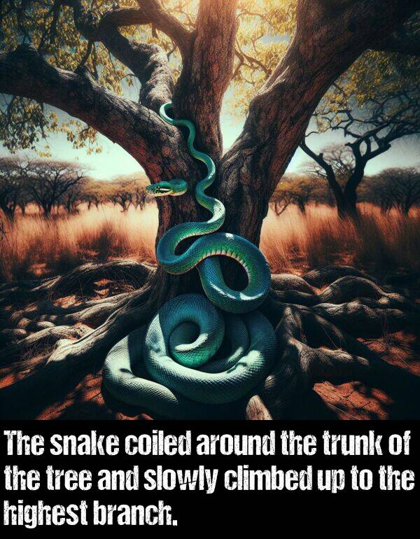 highest: The snake coiled around the trunk of the tree and slowly climbed up to the highest branch.