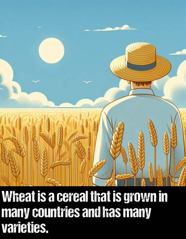 grown: Wheat is a cereal that is grown in many countries and has many varieties.