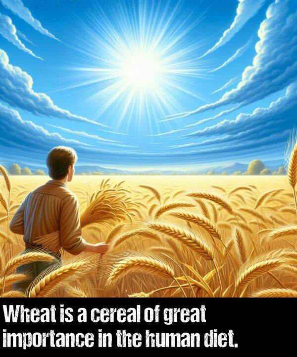 diet: Wheat is a cereal of great importance in the human diet.